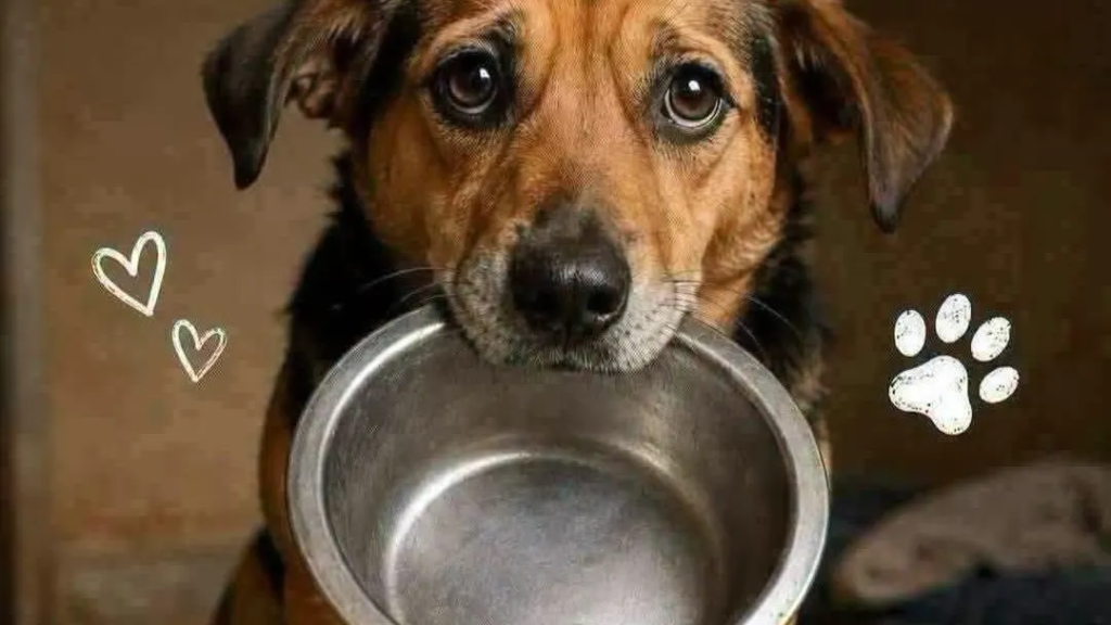 Guaíra - 97.7 - Santa Rosa - RS — Ação da ONG Anjos de 04 Patas sorteará um forno elétrico de embutir; cada número custa R$ 5,00. Fonte: Jornal Noroeste