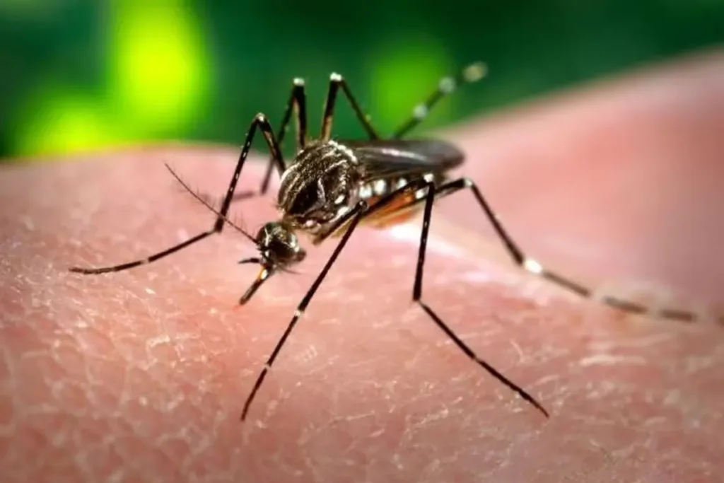 Sistema Liberty - Campina Grande - PB — Aedes aegypti, transmissor da dengue. MS/Divulgação A Paraíba registrou um crescimento de 16,37% nos casos prováveis de dengue entre janeiro e outubro deste ano em comparação com o mesmo período do ano passado, de acordo com boletim epidemiológico divulgado nesta terça-feira (13) pela Secretaria de Estado da Saúde (SES-PB). ✅ Clique aqui para seguir o [&hellip;]